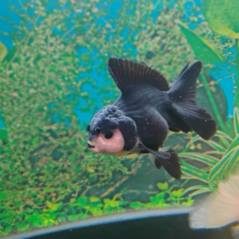 Ikan Mas Koki Oranda Black Panda