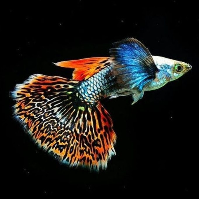 Guppy (PRMBE) Platinum Red Mozaik Big Ear Sepasang Hiasan Akuarium