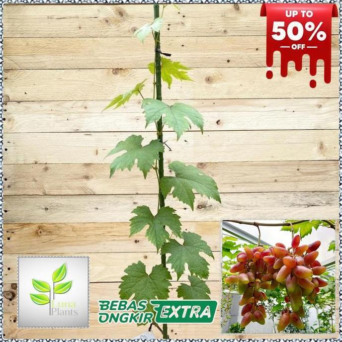 Harvesmoon- Paket 6 Bibit Anggur Import - Bibit Anggur Unggul - Bibit Buah Anggur