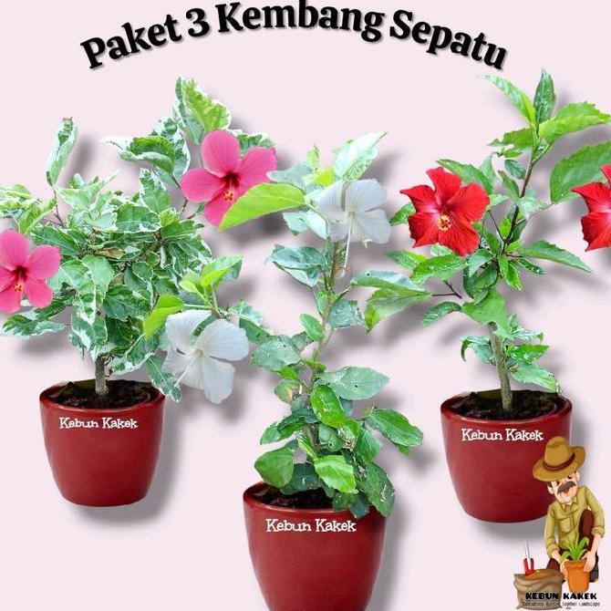 Bestprice- Peket 3 Kembang Sepatu / Kembang Sepatu Bung Putih / Kembang Sepatu Bunga Merah / Kembang