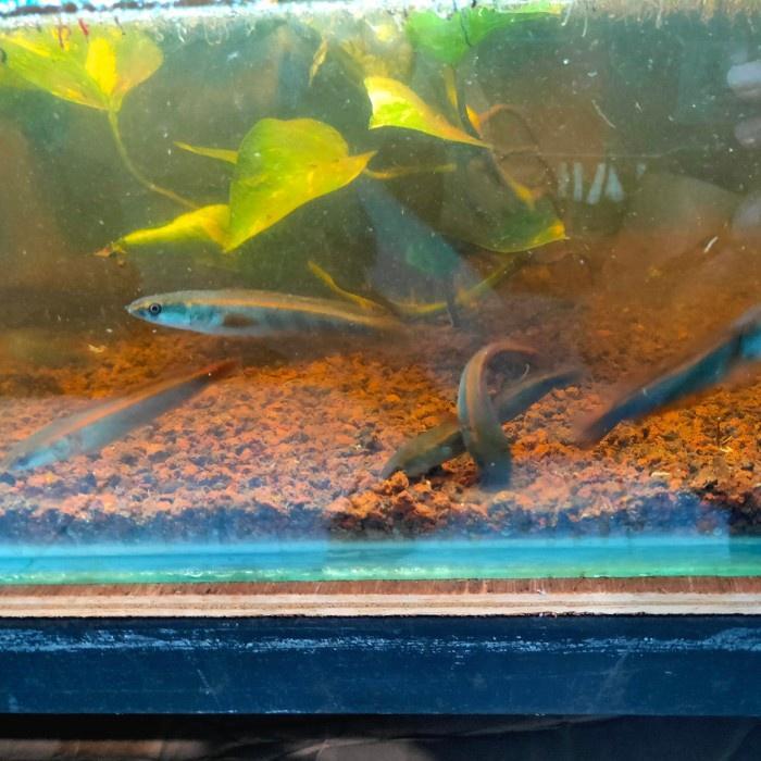 CHANA CANA RED BARITO -+ 8 CM / IKAN PREDATOR / IKAN HIAS