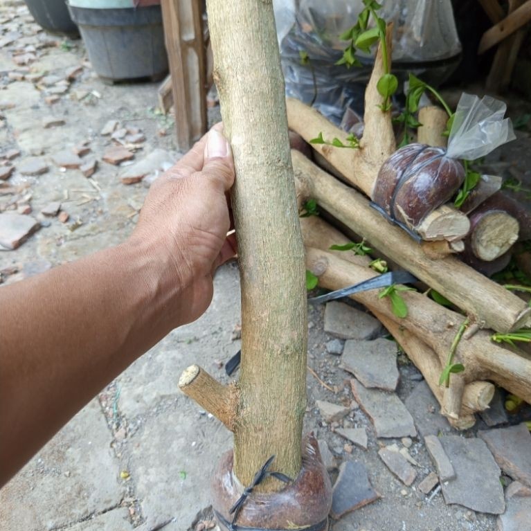 Sancang Jumbo Hasil Cangkok