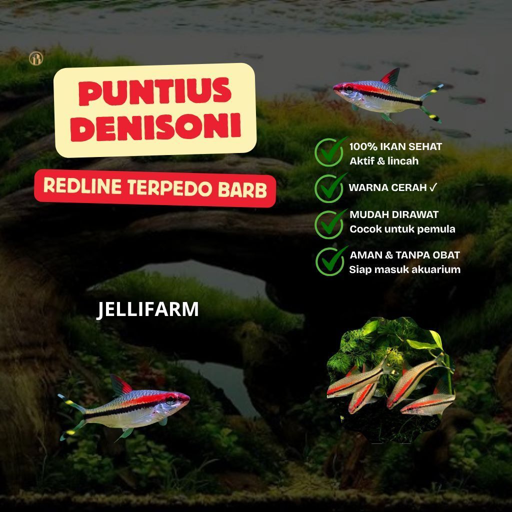 Hiasan Puntius Denisoni Redline Terpedo Barb Jellifarm untuk Aquarium