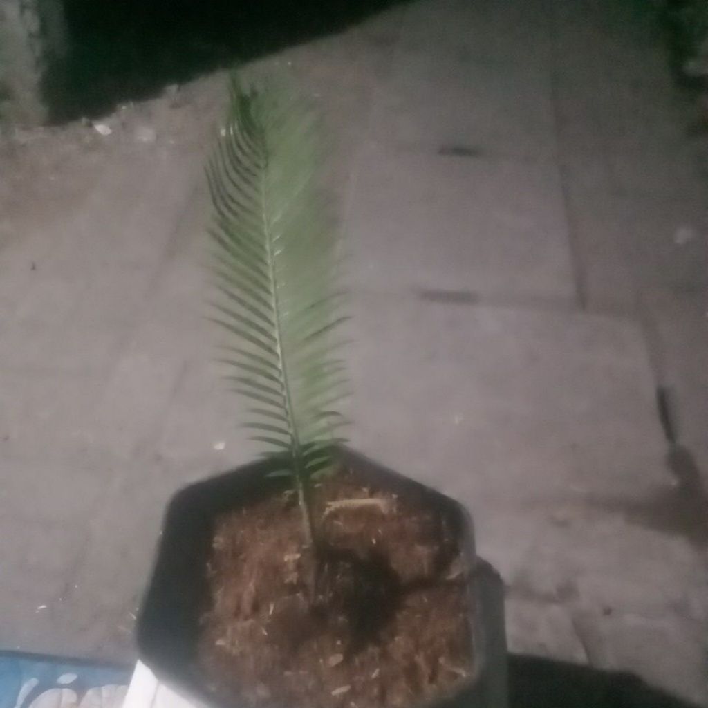 Palem Sikas Mawar Jambe - Tanaman Hias Elegan, Daun Hijau Segar, Mudah Dirawat, Bercabang