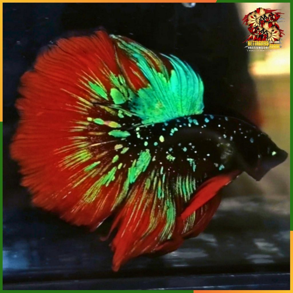 Halfmoon Avatar Red Wash Betta
