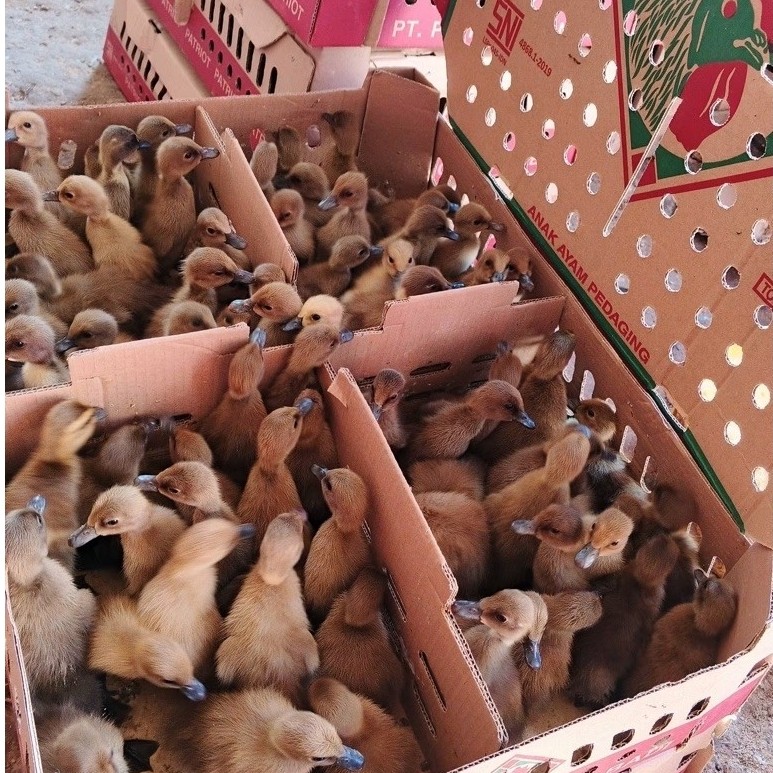 bebek mojosari betina