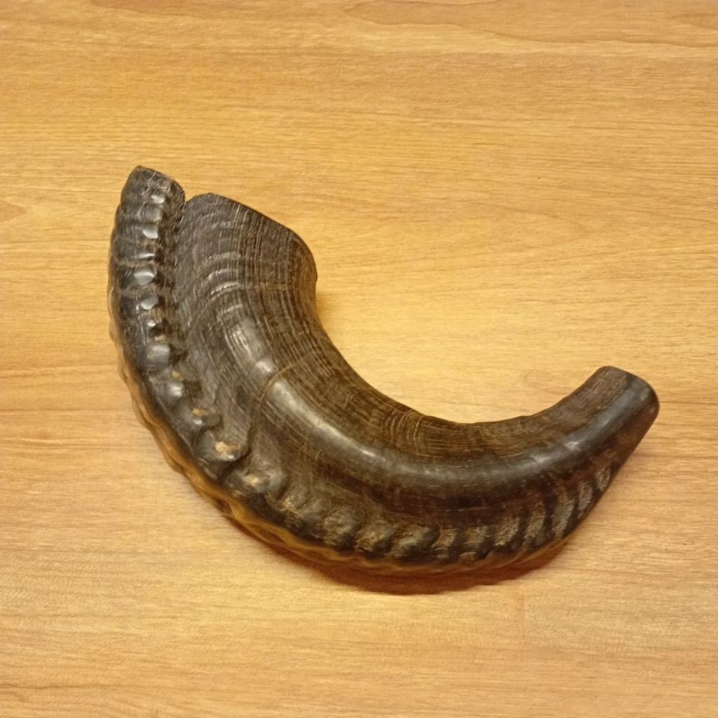 shofar 12,5 inch