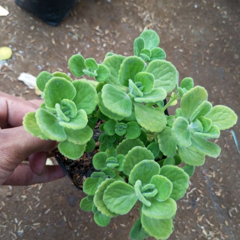 viks plan/tanaman herbal viks