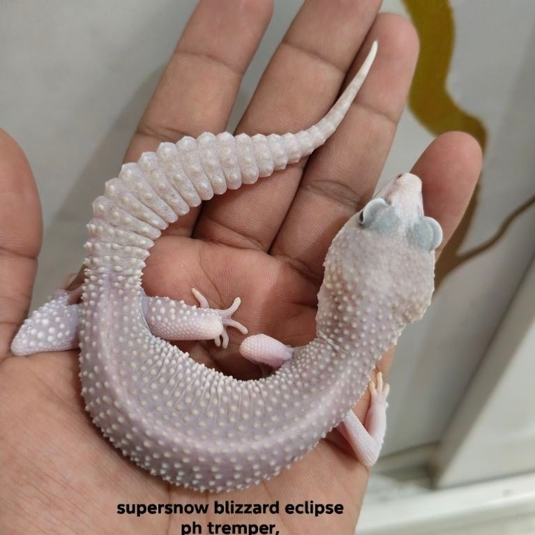 mainan gecko minus sesuai foto