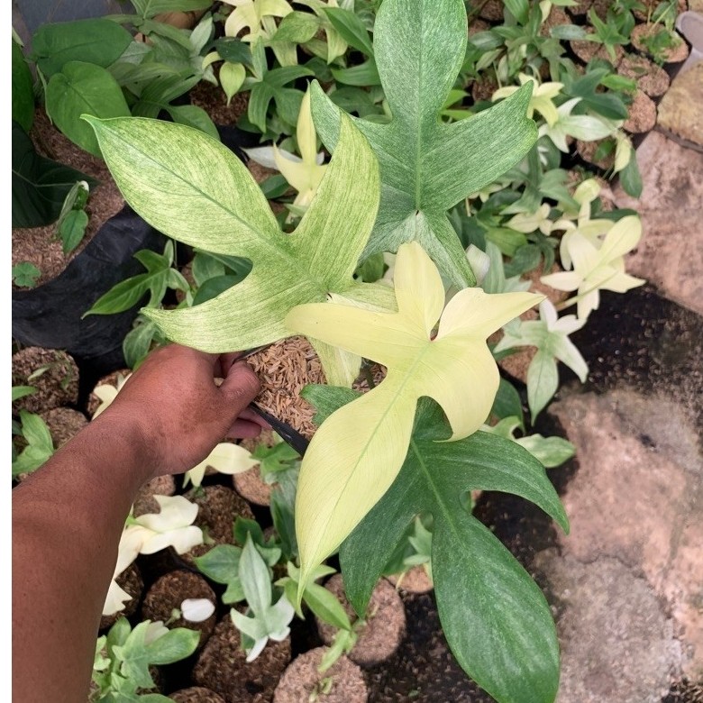TANAMAN HIAS PHILODENDRON FLORIDA GHOST// PHIDENDRON// FLORIDA GHOST