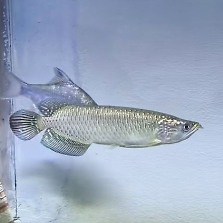Arwana Jardini Ikan Hias Aquarium Size 25cm