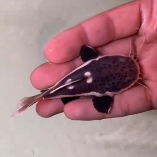 RTC Cathfish SB ( Short Body ) Size 6-8cm