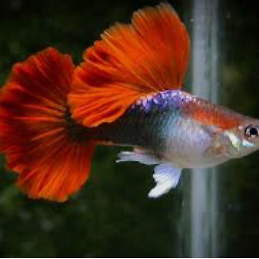 hiasan guppy hb red Couliflower