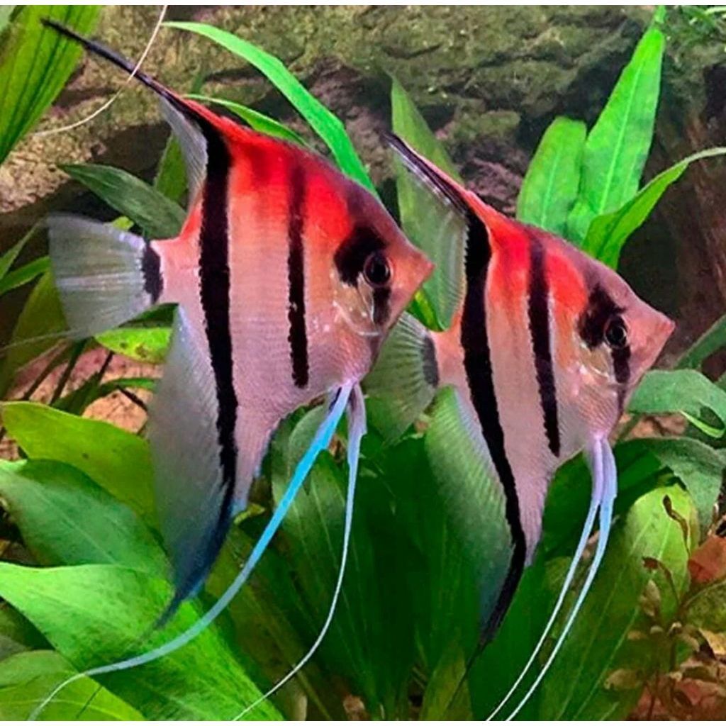 Hiasan Aquarium Manfish Redback Mancapuru Anakan 4~6cm