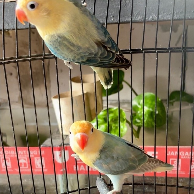 SEPASANG LOVEBIRD BIOLA PB EUWING VIO X BIOLA PB TURQOISE ( SABLE CLING ANTINODA KUALITAS )