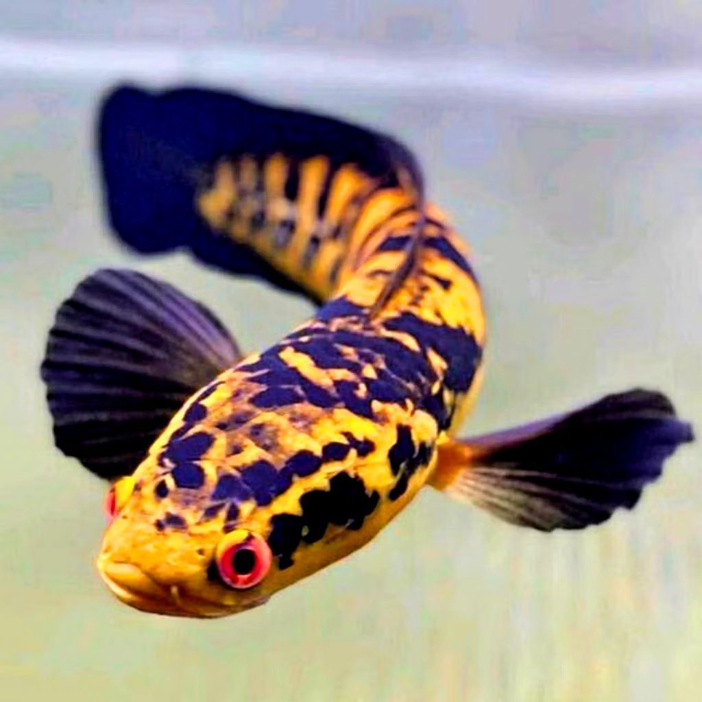 Maru Ys Batik (Garansi 100%) Maru Yellow Sentarum
