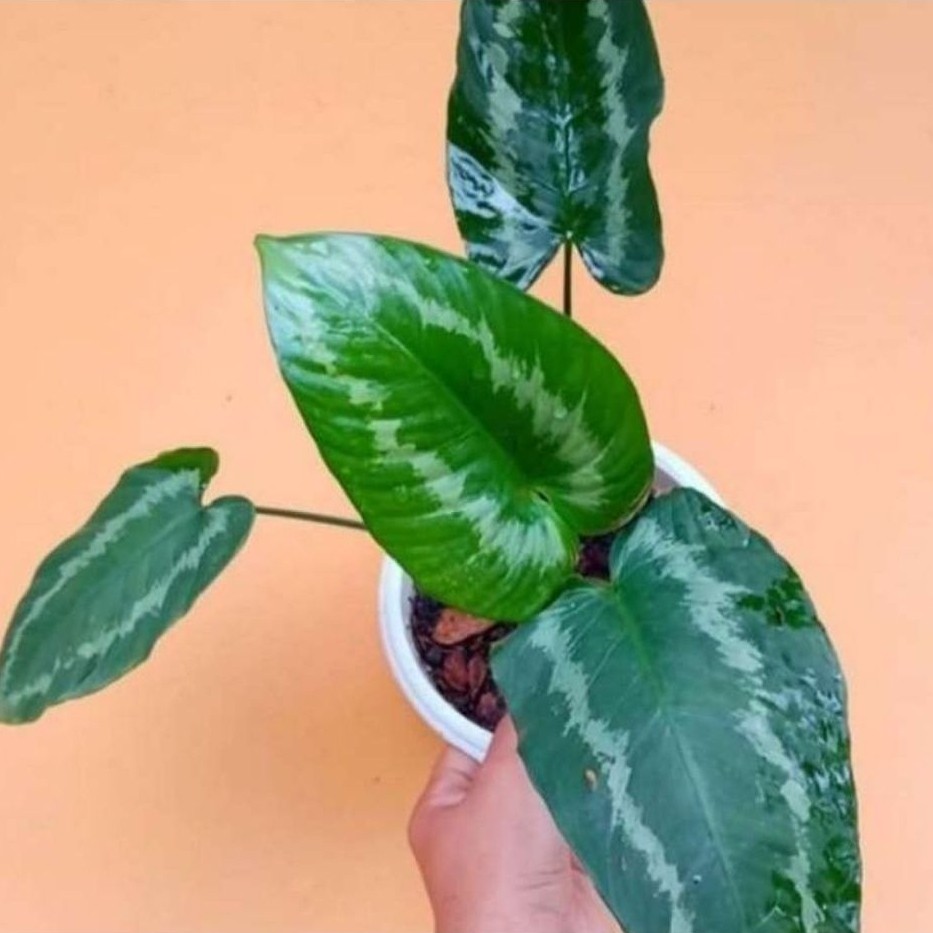 Homalomena Schismatoglottis / homalomena serat silver