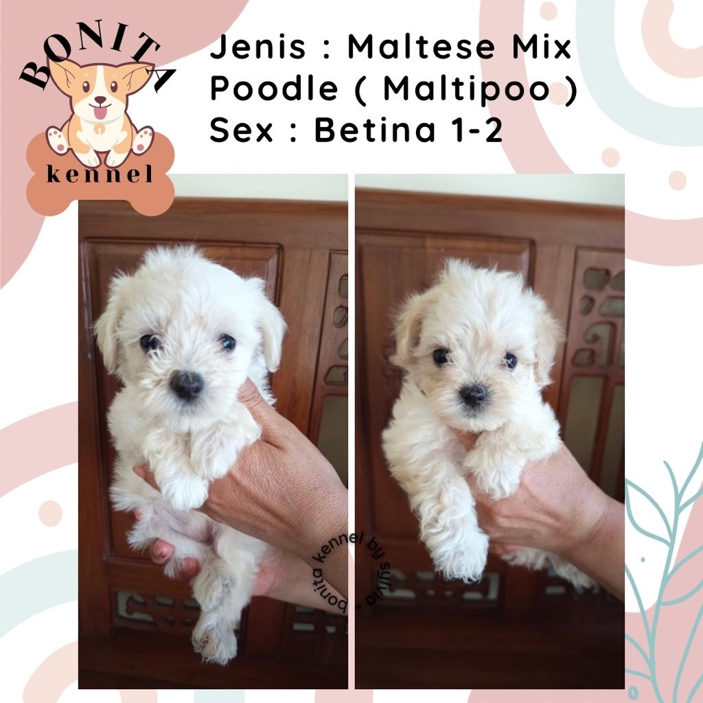 Maltipoo Maltese Mix Poodle Anjing Maltese Poodle Maltipo Jantan Betina