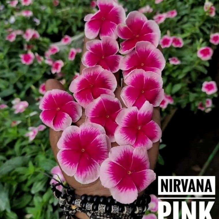 Benih Vinca Nirvana Pink Splash