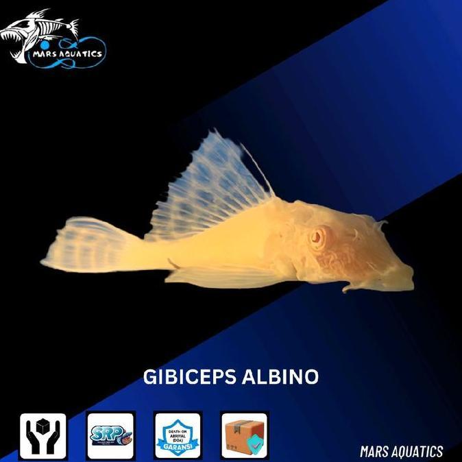 Ikan Hias Gibicep Bloody Eye Pleco L083 Red Eye Albino Mata Merah Sdg
