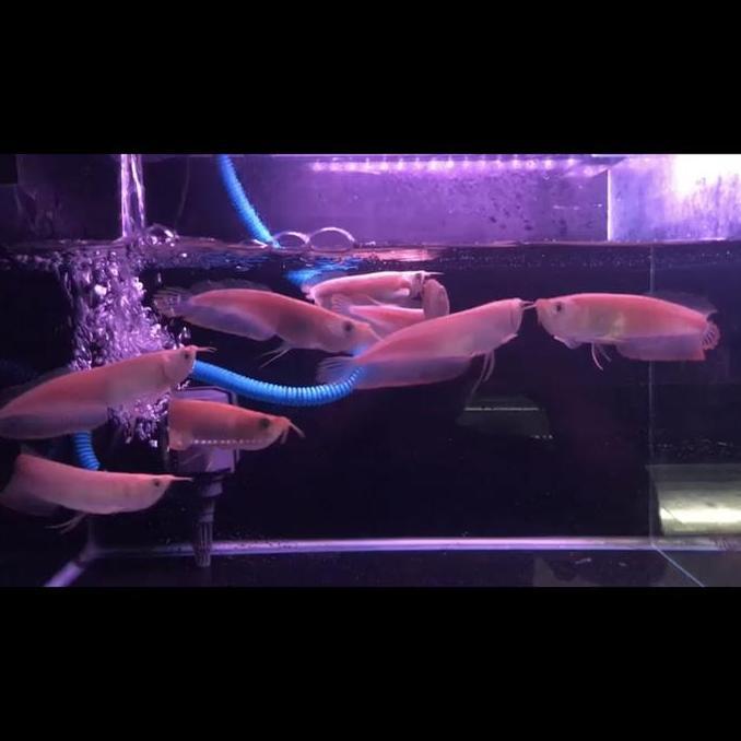 Arwana Silver Albino 12 Cm Mata Merah