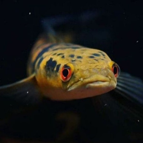 GRATIS PAKAN CHANNA MARU YS 16-17 CM (YELLOW SENTARUM) BERGARANSI