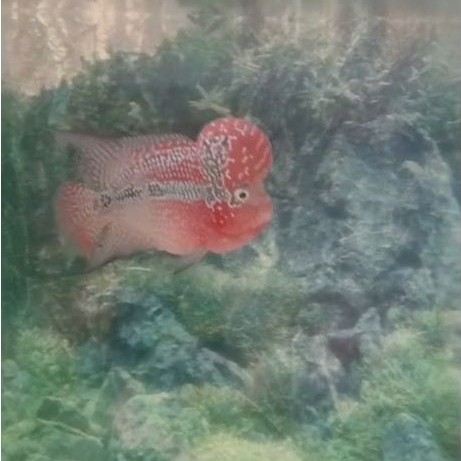 Louhan kamfa