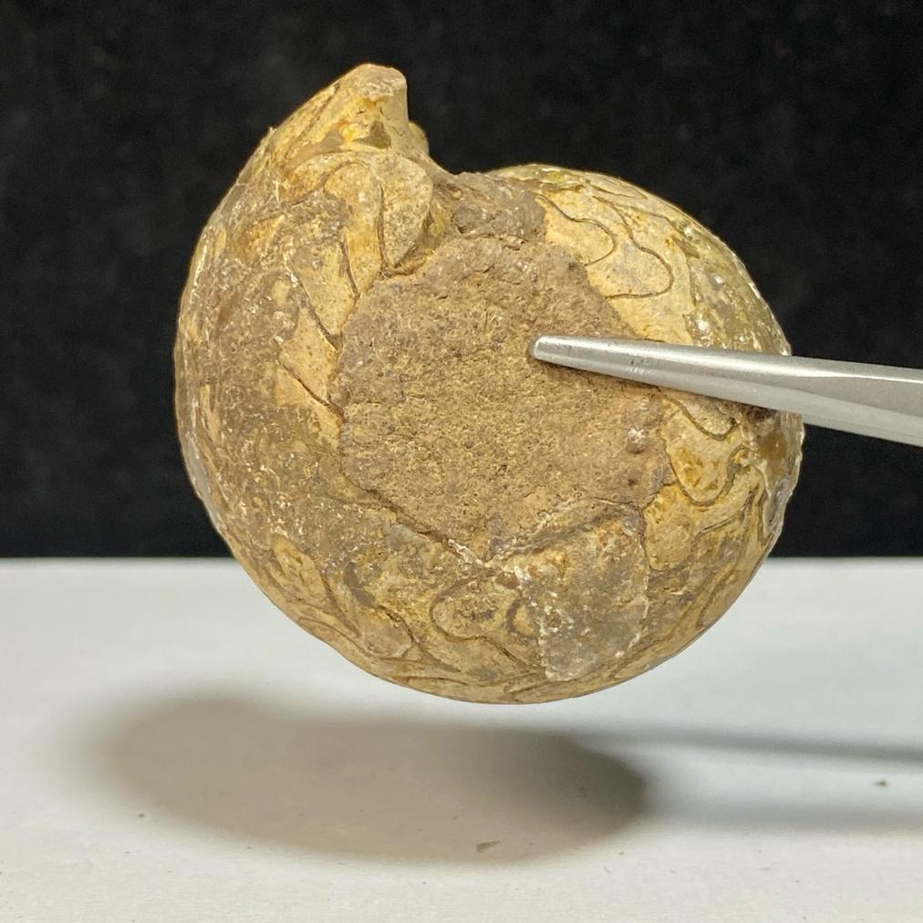 69Gr Fosil Ammonite Dragon - Natural Ammonite Full Suture Calcite Diskon