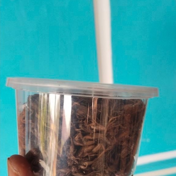 JANGKRIK KERING PILIHAN-JANGKRIK ALAM – Pakan Alami untuk Burung, JANGKRIK KERING ORIGINAL Ikan & Ha