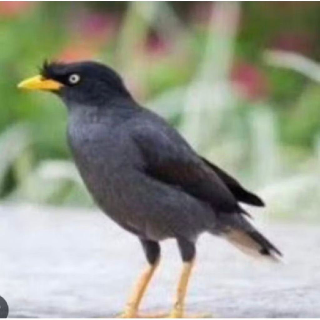 JALAK KEBO dewasa