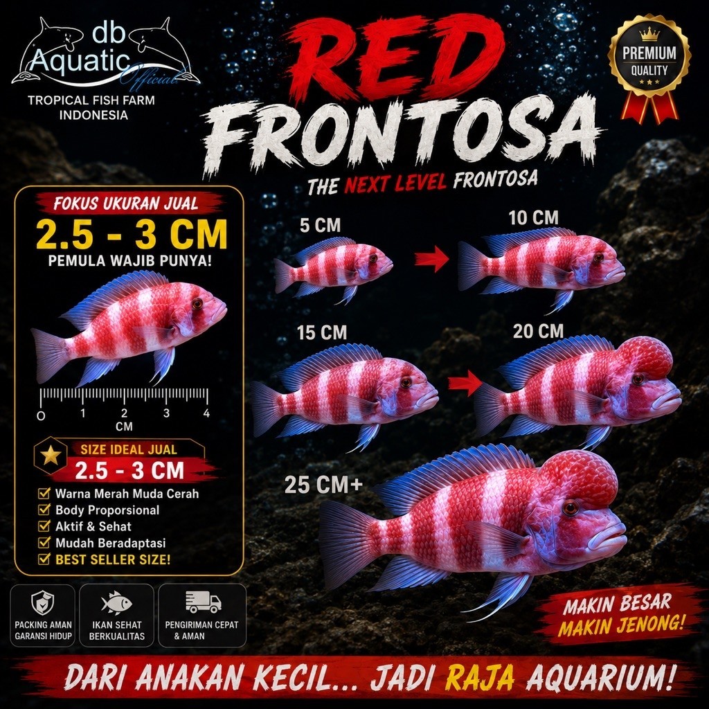 Red Frontosa 2.5-3 CM Warna Merah Muda Cerah Body Proporsional Aktif & Sehat Makin Besar Makin Jenon