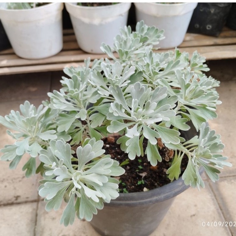 Pohon Rezeki Puyong (Besar)- Tanaman Hias Minimalis, Rimbun & Elegan Furongju (siap pajang)