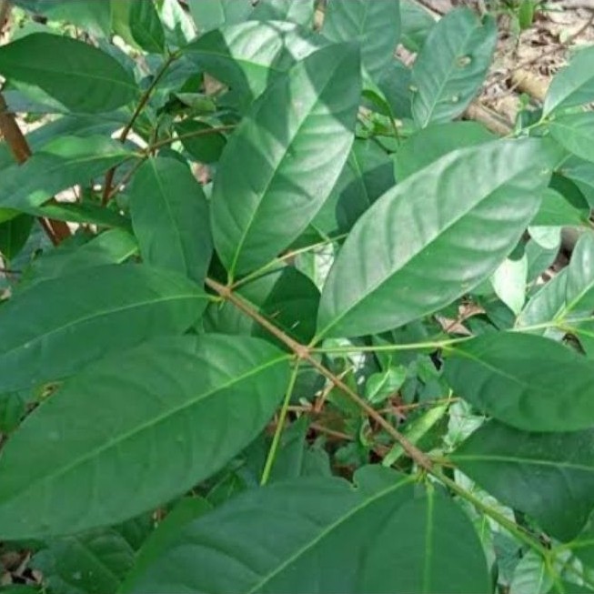Daun Salam/Bibit Daun Salam