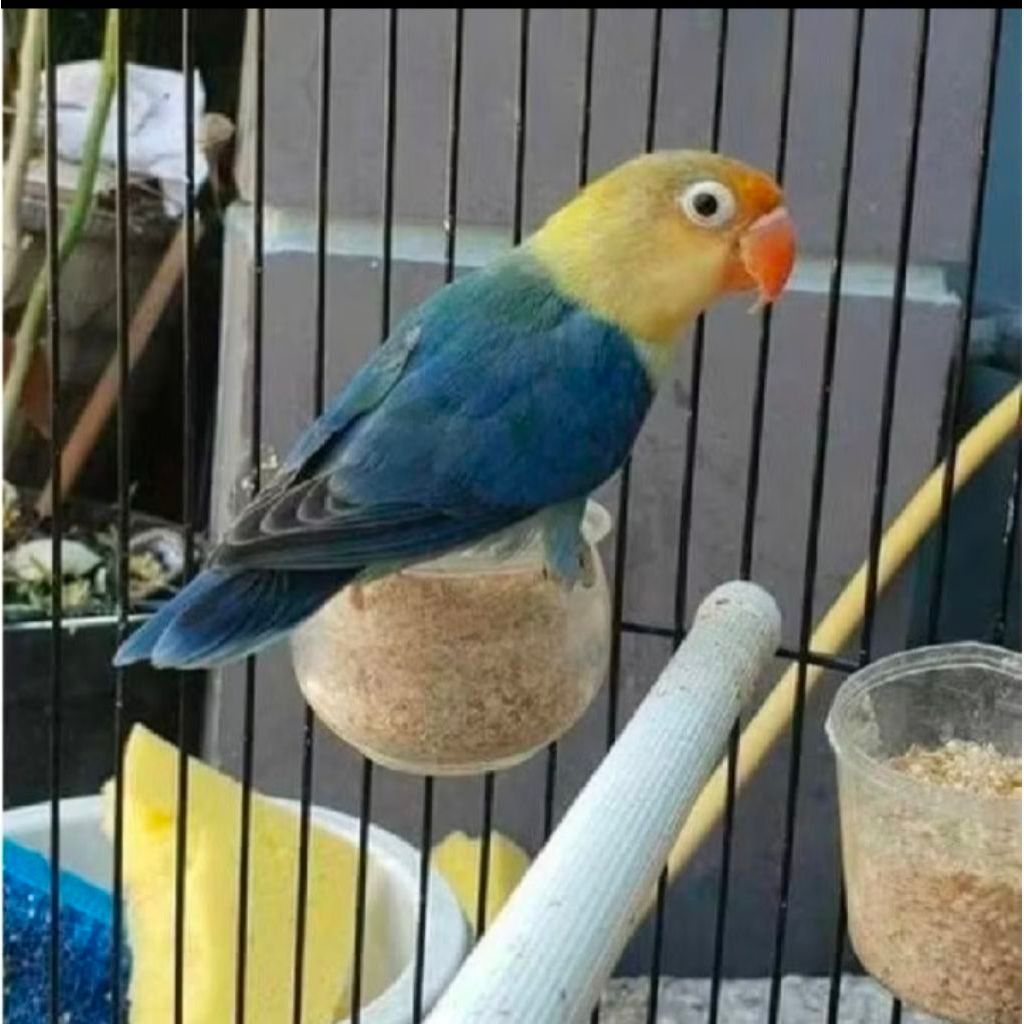 LOVEBIRD PB (PARBLUE)