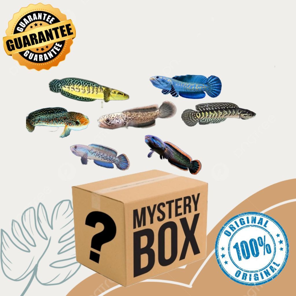 misteri box channa random