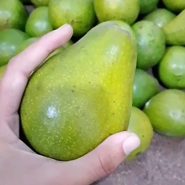 Alpukat Super
