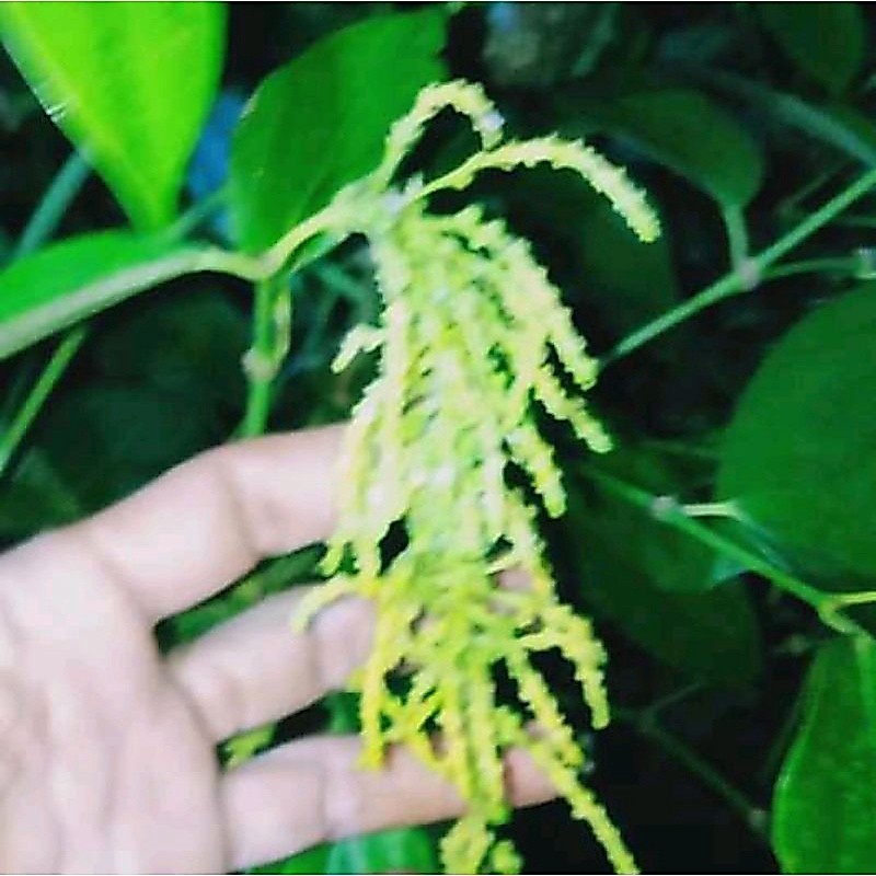 bibit lada unggul peper tekken piperteken sambung melada