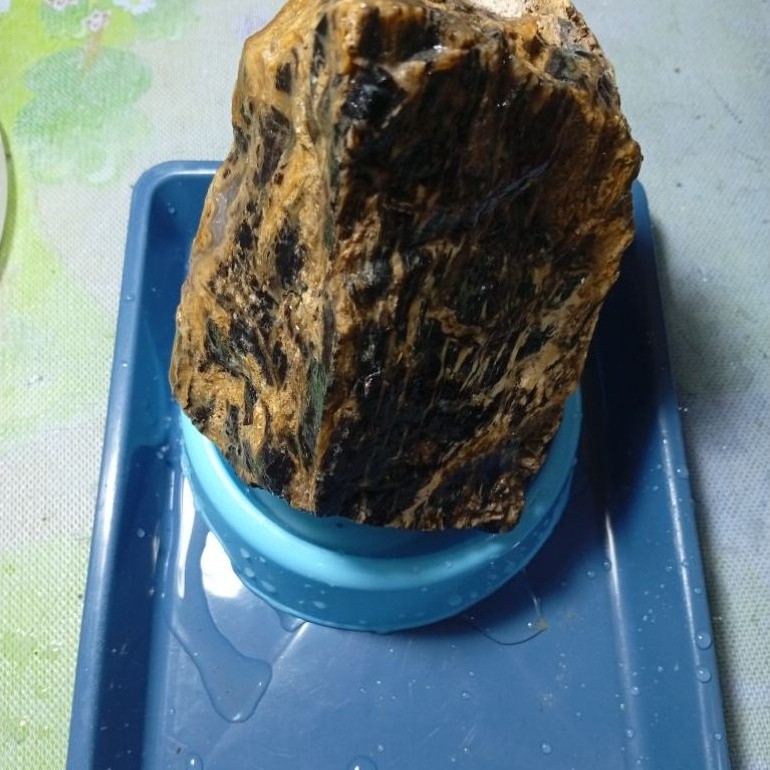 bongkahan batu fosil kelor serat emas