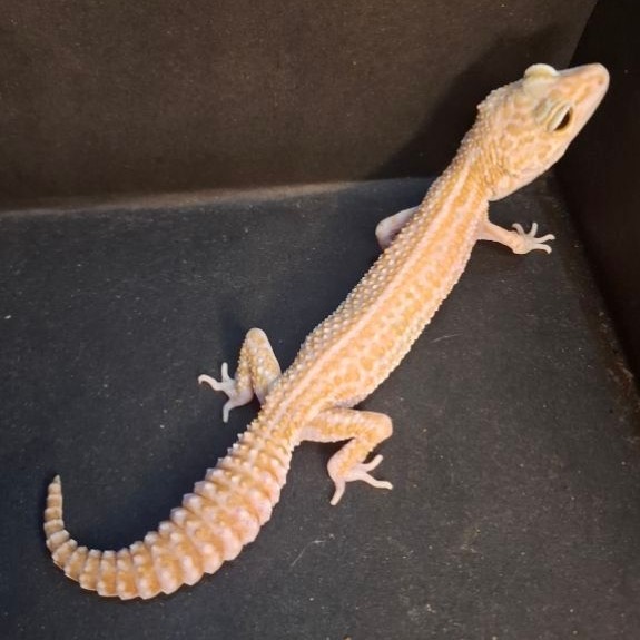 Leopard Gecko Female - Super Snow Choco Cross Line - Usia Dewasa Adult Betina Sehat Mulus HG088