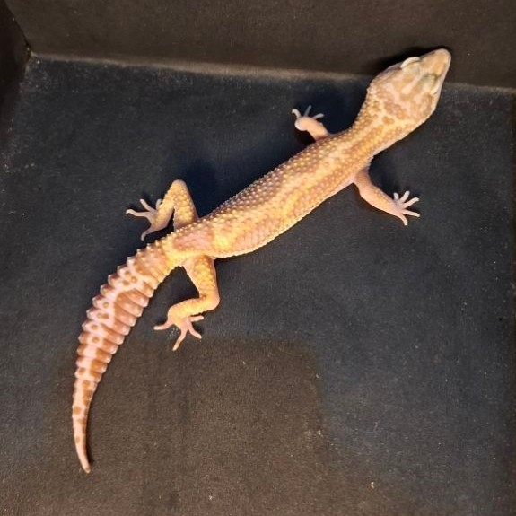 Leopard Gecko Female - Mack Snow Bold Stripe Choco - Usia Dewasa Adult Betina Sehat Mulus HG098
