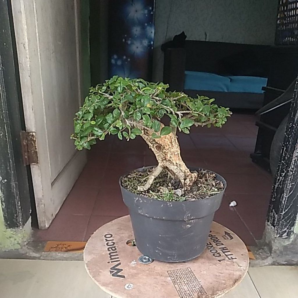 Bonsai serut small