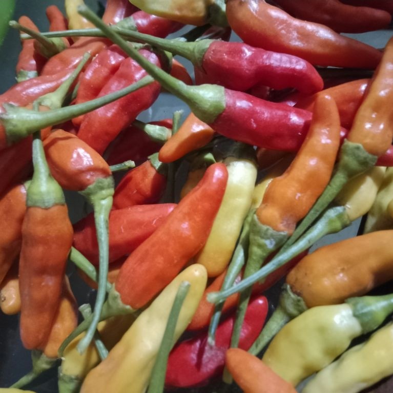 cabe rawit  1kg | cabe rawit ori | lombok rawit