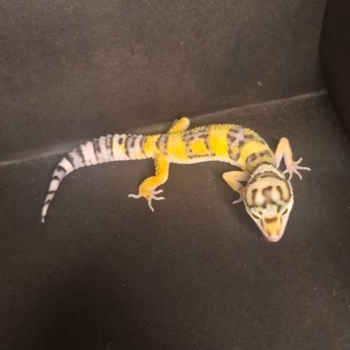 Leopard Gecko Female - Tangerine het Tremper - Usia Juve Baby Up Betina Sehat Mulus HG099