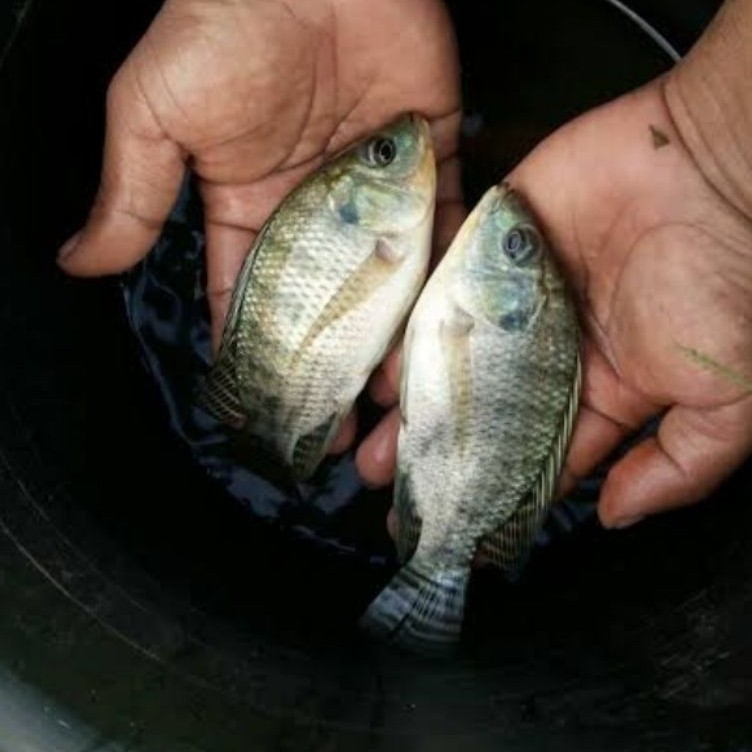 bibit mujair biasa/nila hitam ukuran 3 jari paket 50 ekor