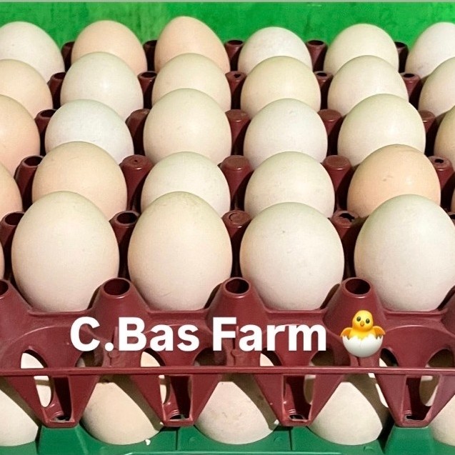 telur fertil / telur ayam kampung fertil / telur ayam KPU fertil