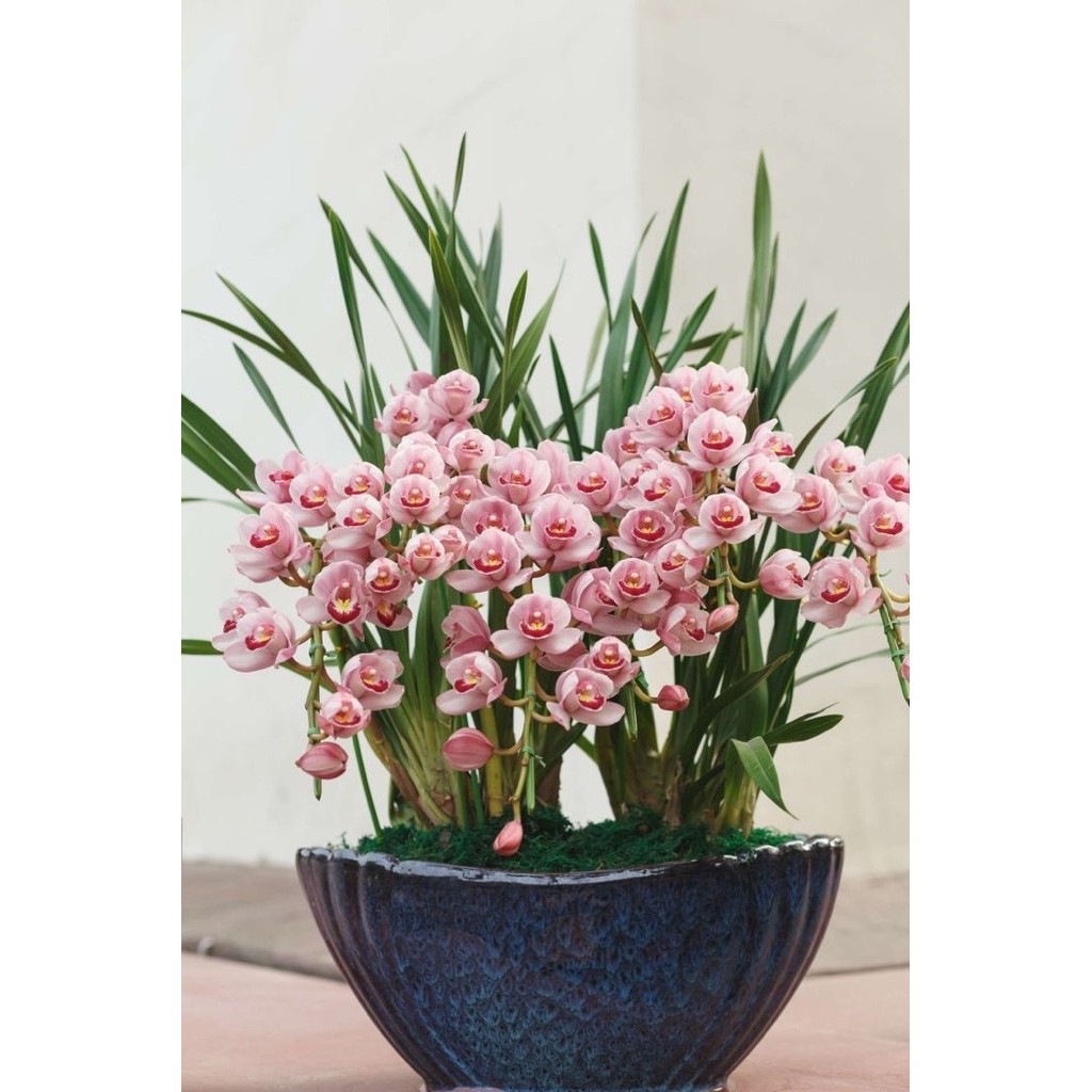 Anggrek Tanah Cymbidium Pink Muda Hibird - Tanaman Hias Hidup - Bunga Cymbidium Pink