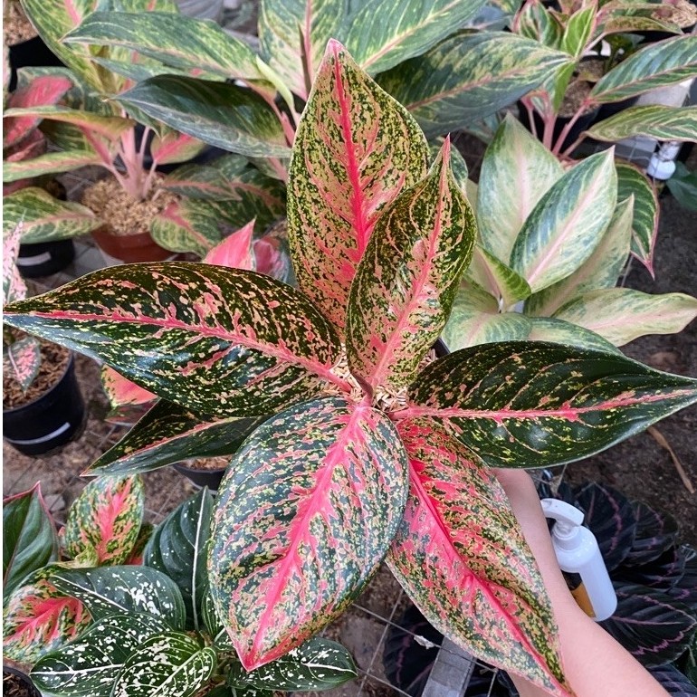 AGLAONEMA TIARA