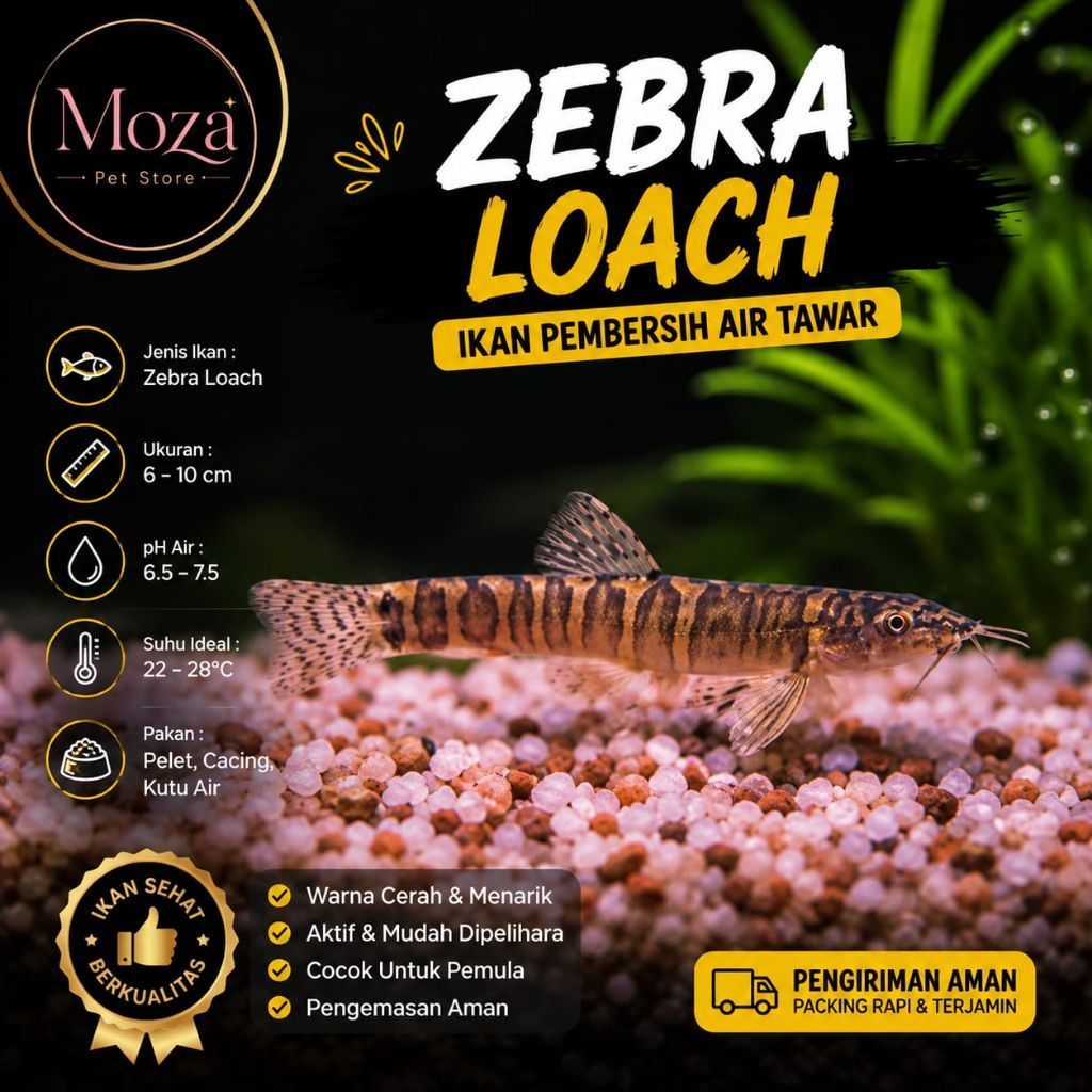 Hiasan aquarium zebra loach Hiasan aquascape loach zebra
