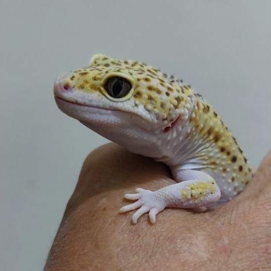 (2) MAINAN GECKO LEOPARD DEWASA, INDUKAN, SEHAT, CAKEP