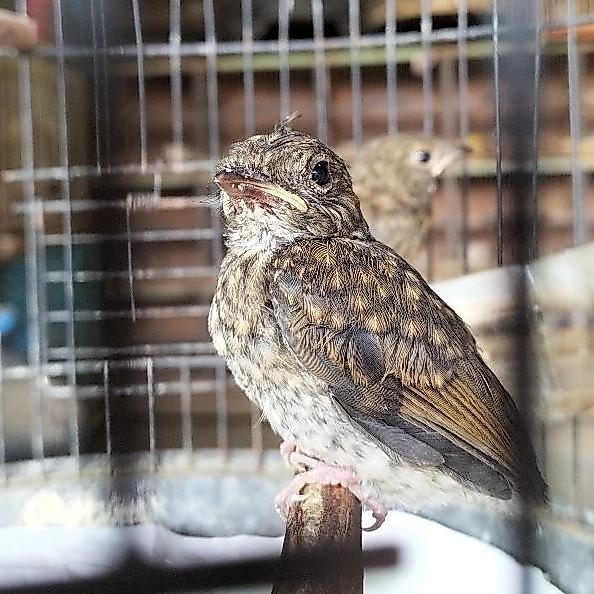 Ready Anakan Lolohan SRDC ori Bali Pilihan Jantan Kondisi Sehat Tanpa Cacat Fisik Mulus Pengiriman